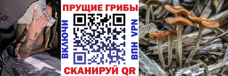 Псилоцибиновые грибы мицелий  Купить закладки  Ликино-Дулёво 
